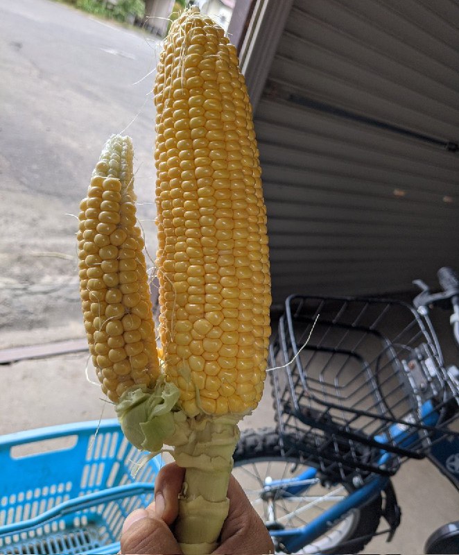 from 青島油鬼 穿越之力