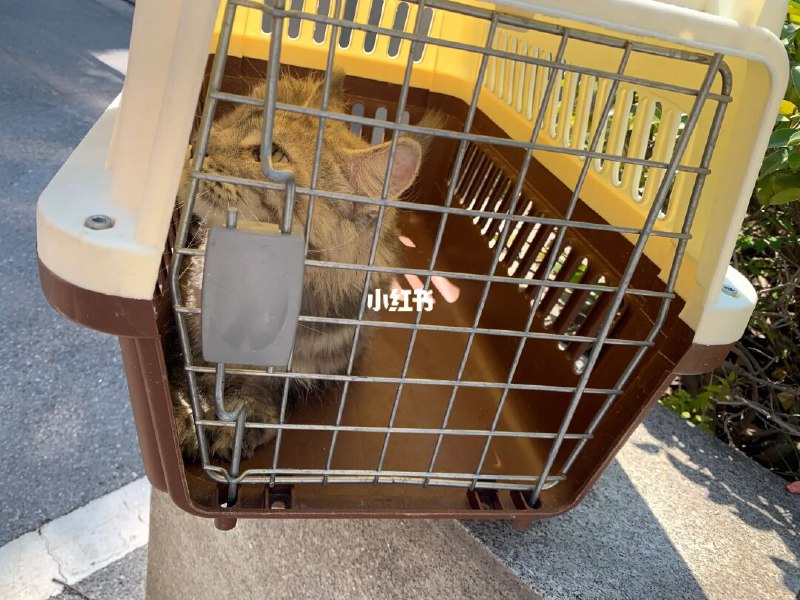 我去派出所保释了我的猫说出来我自己的不信[微笑R]到派出所门口，人问干啥的“我的猫被……被抓来了” 他给我一个了然的眼神遂带着我去里边盘问一番午休时间的值班人员们故技重施问我干啥所有值班人员嘴角上扬我第一次深刻的知道什么叫尴尬而不失礼貌的微笑然后看到了 特制纸箱单猫牢房里的哈喜我速度装上逃离这个星球[微笑R]from 小红书一瞥我去派出所保释了我的猫说出来我自己的不信[微笑R]到派出所门口，人问干啥的“我的猫被……被抓来了” 他给我一个了然的眼神遂带着我去里边盘问一番午休时间的值班人员们故技重施问我干啥所有值班人员嘴角上扬我第一次深刻的知道什么叫尴尬而不失礼貌的微笑然后看到了 特制纸箱单猫牢房里的哈喜我速度装上逃离这个星球[微笑R]from 小红书一瞥