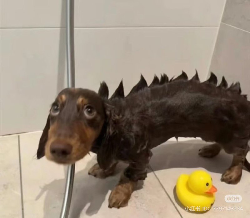A DINODOG????from Random Twitter Media