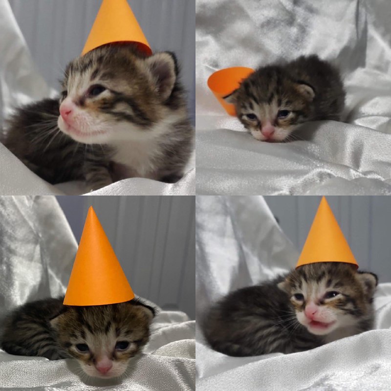 可爱的小猫from Weeb Stuff | Culture Zone可爱的小猫from Weeb Stuff | Culture Zone