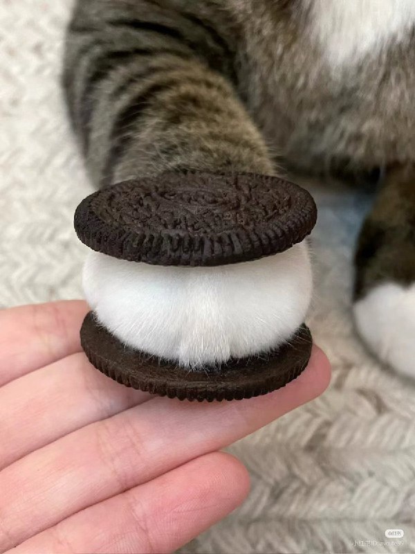 Oreofrom Random Twitter Media