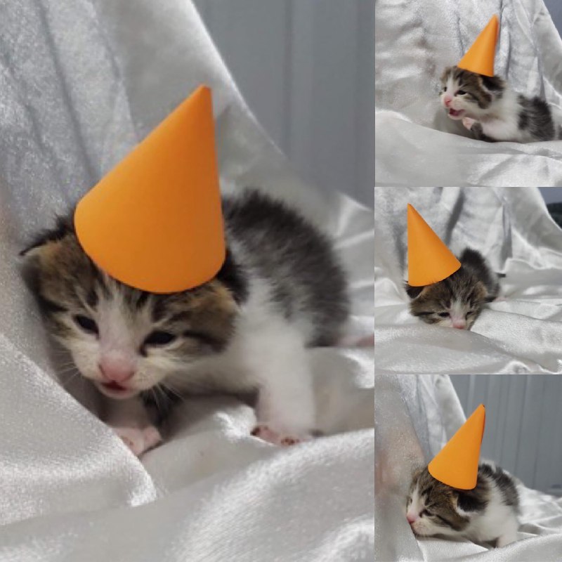 可爱的小猫from Weeb Stuff | Culture Zone可爱的小猫from Weeb Stuff | Culture Zone