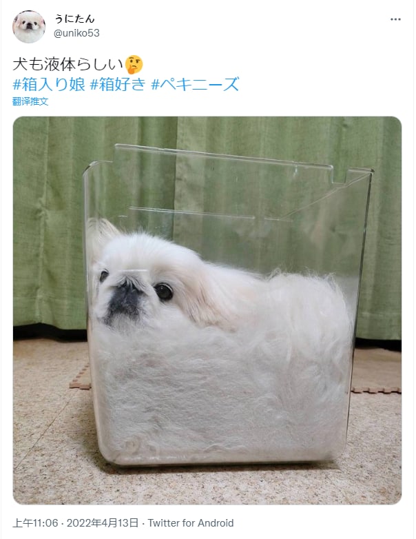 狗狗也可以是液体做的#狗狗from 平壤卫视 via ㅤ狗狗也可以是液体做的#狗狗from 平壤卫视 via ㅤ