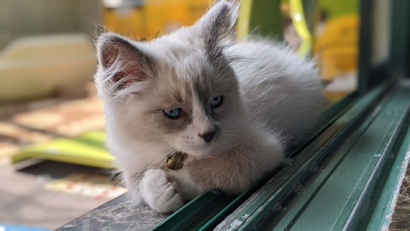 每ᨐ日ᨐ猫ᨐ图~每ᨐ日ᨐ猫ᨐ图~