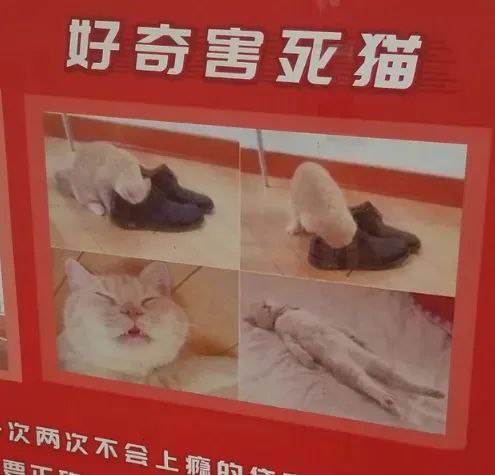 猫：我是万万没想到啊