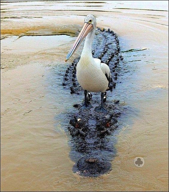 一鳄渡江