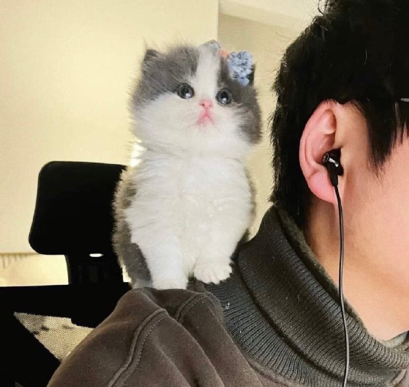 #猫猫from 平壤卫视 via 呀#猫猫from 平壤卫视 via 呀