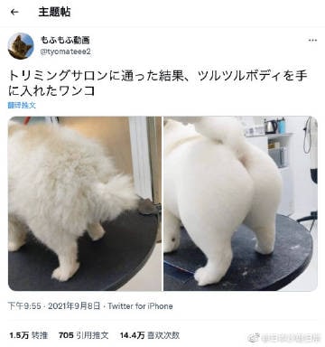 去美容院前和去美容院后，判若两狗！去美容院前和去美容院后，判若两狗！