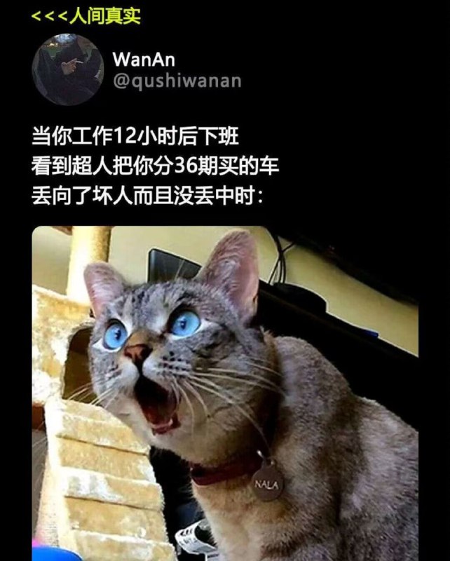 from 每日无数猫