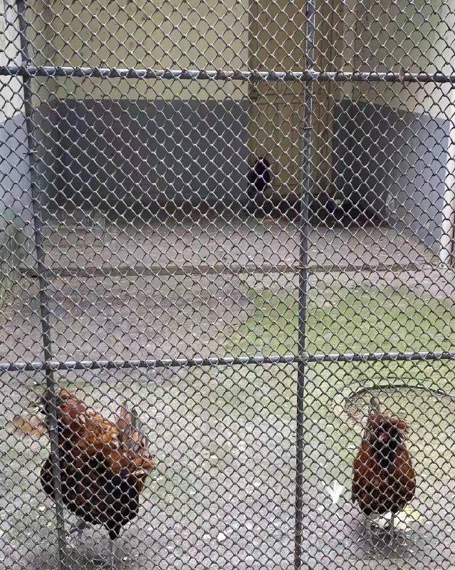 🤔️from 平壤卫视🤔️from 平壤卫视