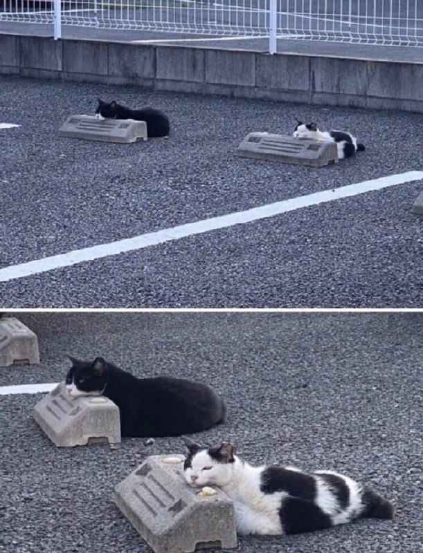 停猫厂停猫厂