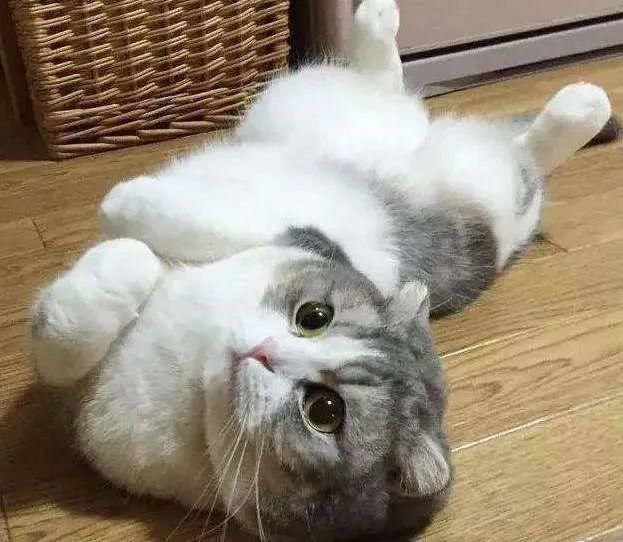 每ᨐ日ᨐ喵ᨐ图每ᨐ日ᨐ喵ᨐ图