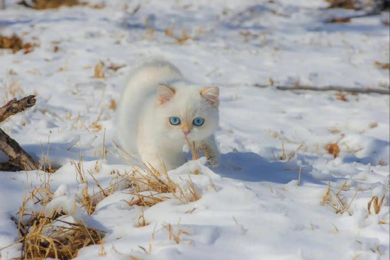 #猫猫雪地精灵from 平壤卫视 via 呀#猫猫雪地精灵from 平壤卫视 via 呀