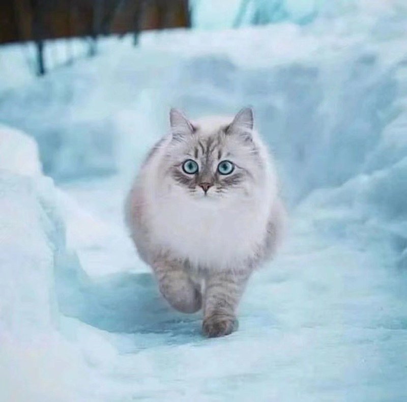 无内鬼！来点猫猫！无内鬼！来点猫猫！
