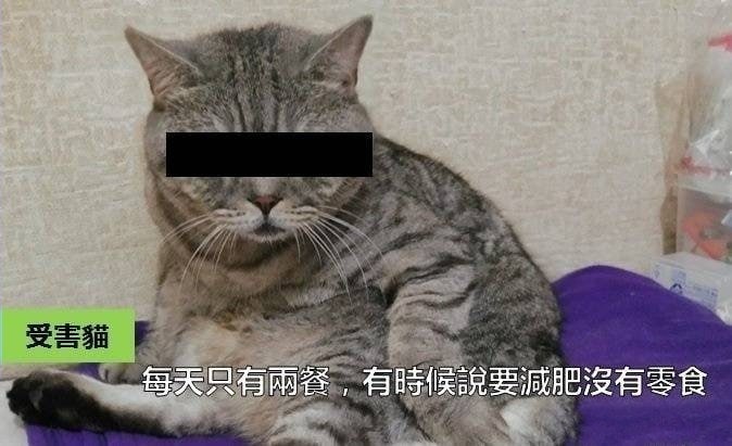如果猫会说话如果猫会说话