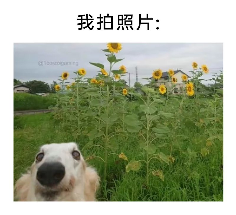 via 7号沙雕网友