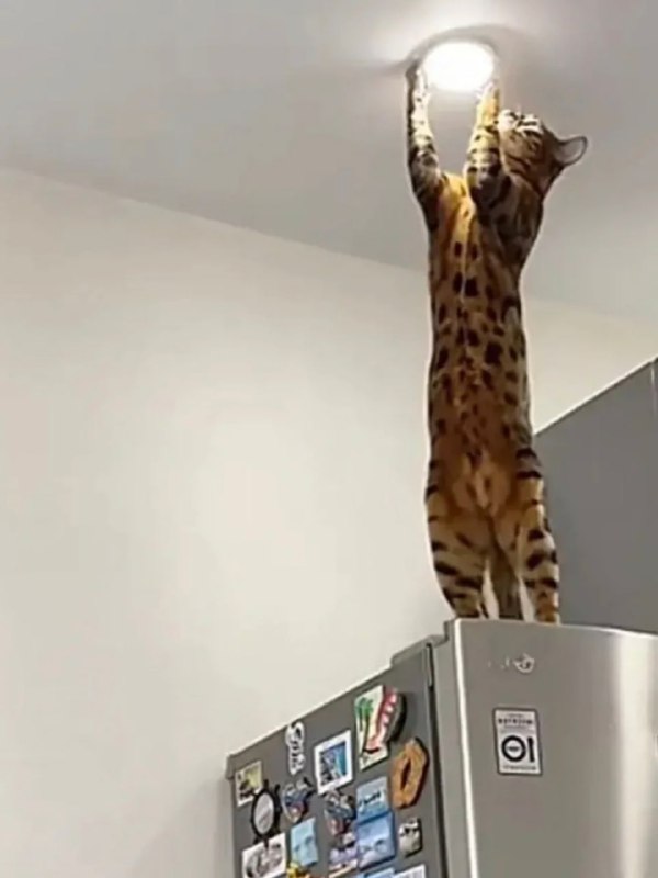 电 工 使 者#猫猫from 平壤卫视 via ㅤ电 工 使 者#猫猫from 平壤卫视 via ㅤ