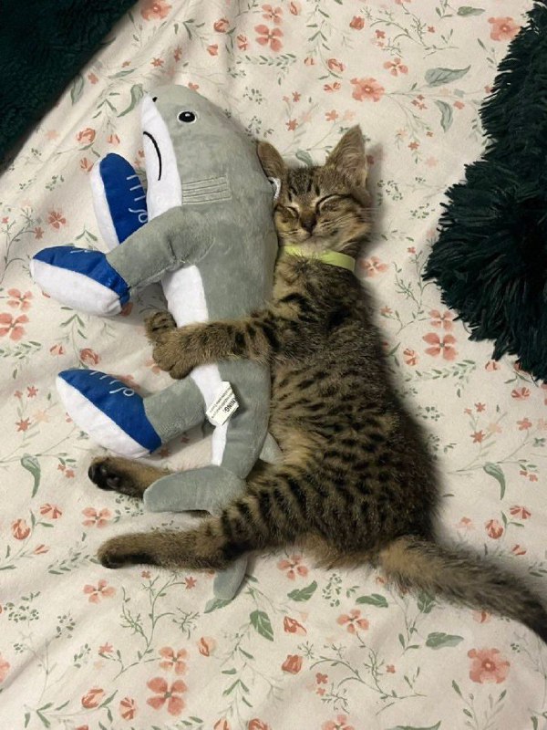 from 猫猫窝🐈🐈‍⬛