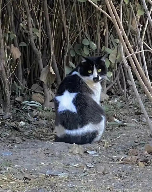 美队家的猫from 搞笑研究所️🔥 via ze yan