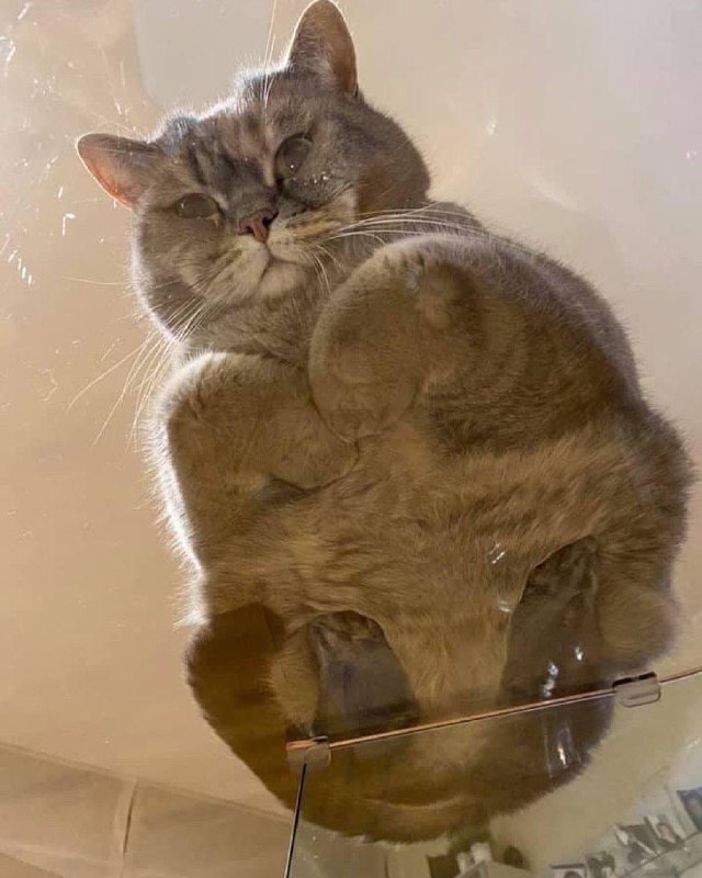 #猫 咪 美图#猫 咪 美图
