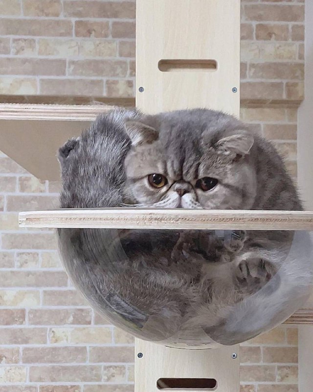 #猫 咪 美图#猫 咪 美图