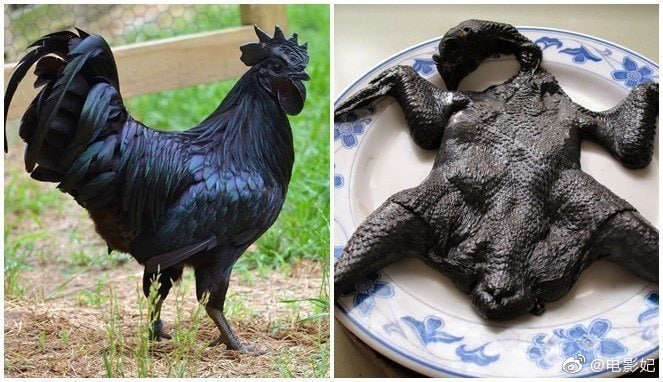 原产于印度尼西亚的超黑乌鸡，从内到外、从头顶到脚趾都是黑的，赛过了黑张飞，气死了黑李逵！原产于印度尼西亚的超黑乌鸡，从内到外、从头顶到脚趾都是黑的，赛过了黑张飞，气死了黑李逵！