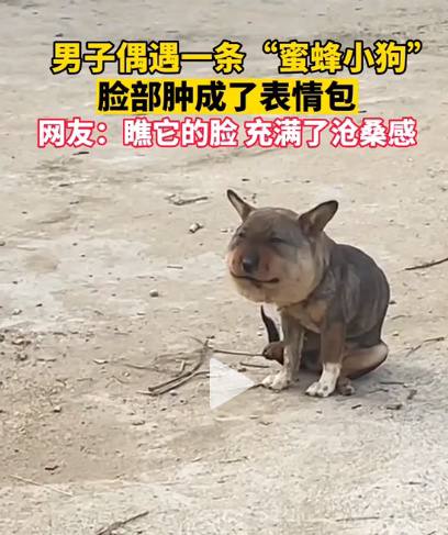 from 平壤卫视from 平壤卫视