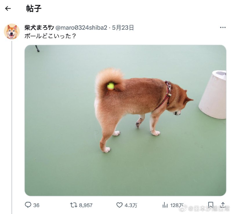 阿柴：啊嘞？球去哪了？阿柴：啊嘞？球去哪了？