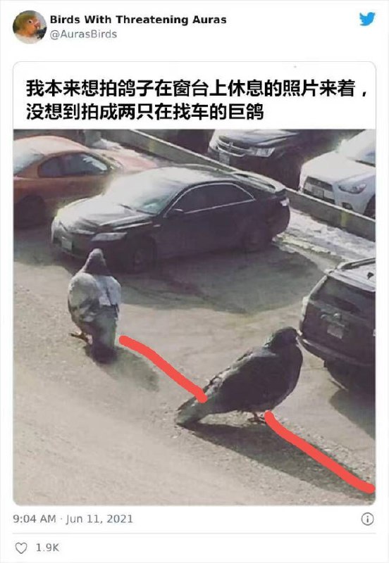 道理我都懂，可鸽子为啥这么大 comment