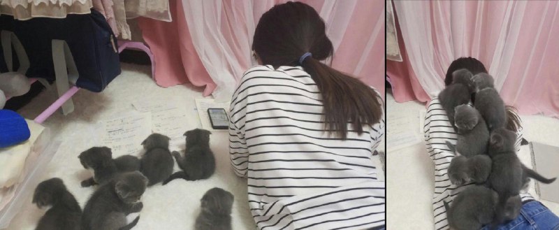 当你在🐱旁边看书时就会发生这种情况from 我的小仓库