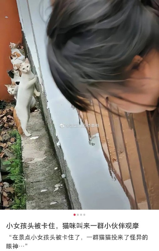 愚蠢的人类from ㅤ