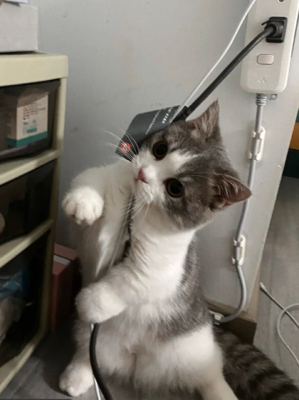 电 工 使 者#猫猫from 平壤卫视 via ㅤ电 工 使 者#猫猫from 平壤卫视 via ㅤ