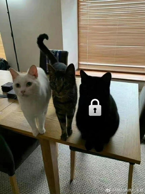 还有一只猫咪没解锁