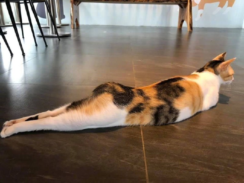 翘屁嫩猫翘屁嫩猫