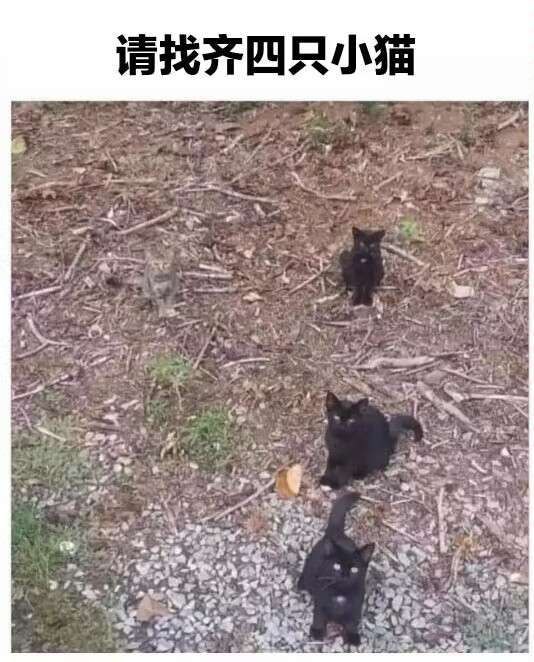 找小猫from Tanner W via Gary です找小猫from Tanner W via Gary です