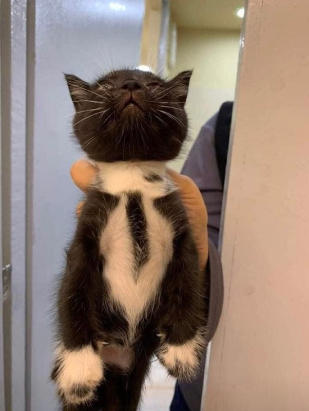 以防万一你们没有看过自带领带的绅士小猫from 平壤卫视 via ㅤ以防万一你们没有看过自带领带的绅士小猫from 平壤卫视 via ㅤ
