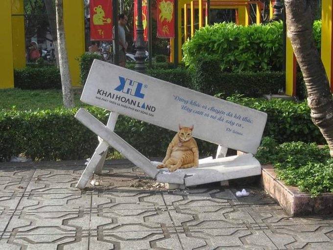 #猫猫from 平壤卫视