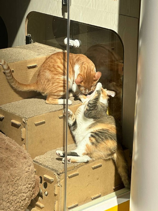 头一回见猫把嘴巴张这么大