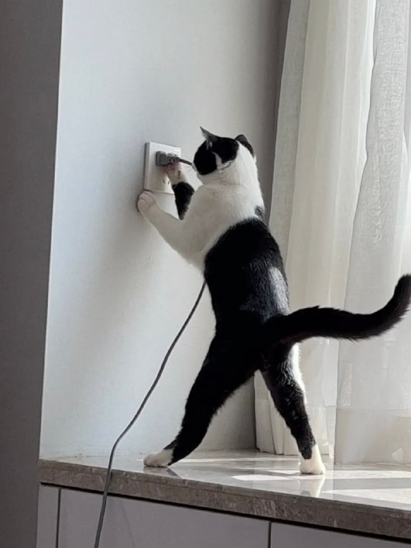 电 工 使 者#猫猫from 平壤卫视 via ㅤ电 工 使 者#猫猫from 平壤卫视 via ㅤ