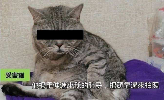 如果猫会说话如果猫会说话