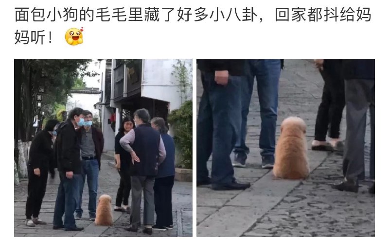 狗狗特工