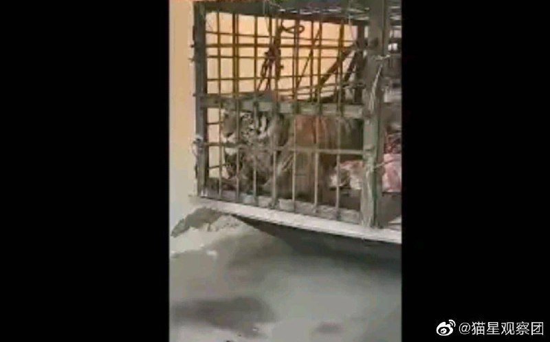 前天袭击人的东北虎已经苏醒，戒备心很强、目露杀气，果然是野生的，就是不一样，据说这只大猫体重有四五百斤，长度两米，高度1米左右，一巴掌可以拍碎带防爆的汽车玻璃，中两枪后还能咬爆汽车轮胎，现在想象武松真厉害