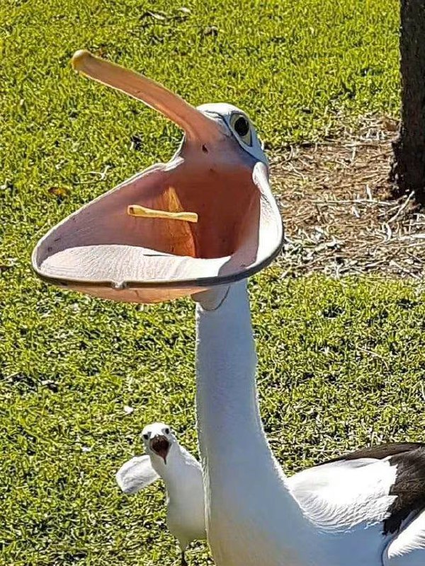 你见过鹈鹕吃薯条吗🍟via YourKing 