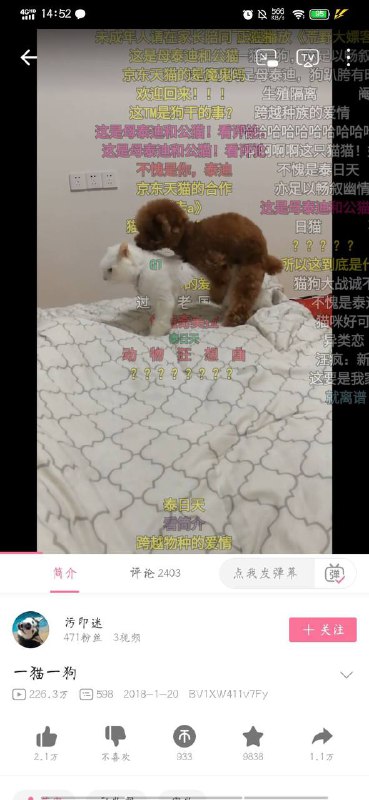 #nsfw 猫狗大战！评论区视频