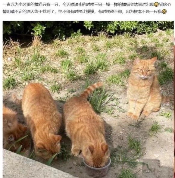 好，是大橘🐷好，是大橘🐷