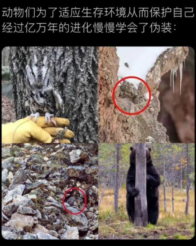 via 张某 犯罪嫌疑人