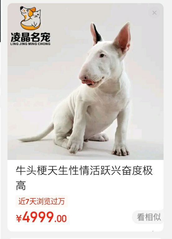🐶东 不愧是你