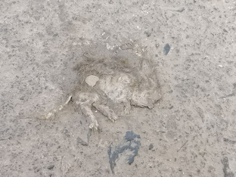 鼠片via LDLD 果冻鼠片via LDLD 果冻