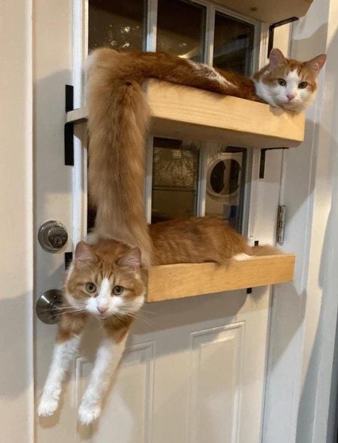 #猫猫from 平壤卫视 via ㅤ