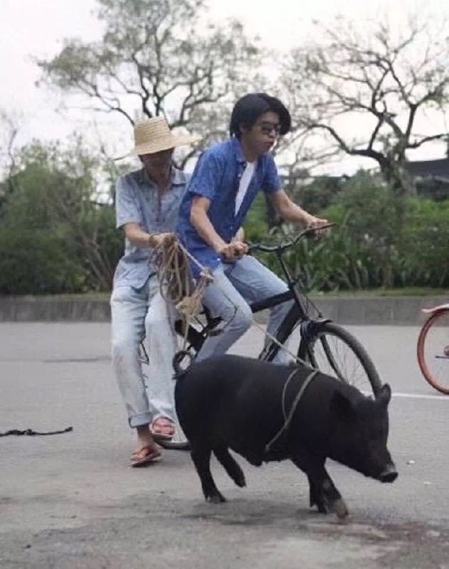 我踏架脚车牵条猪